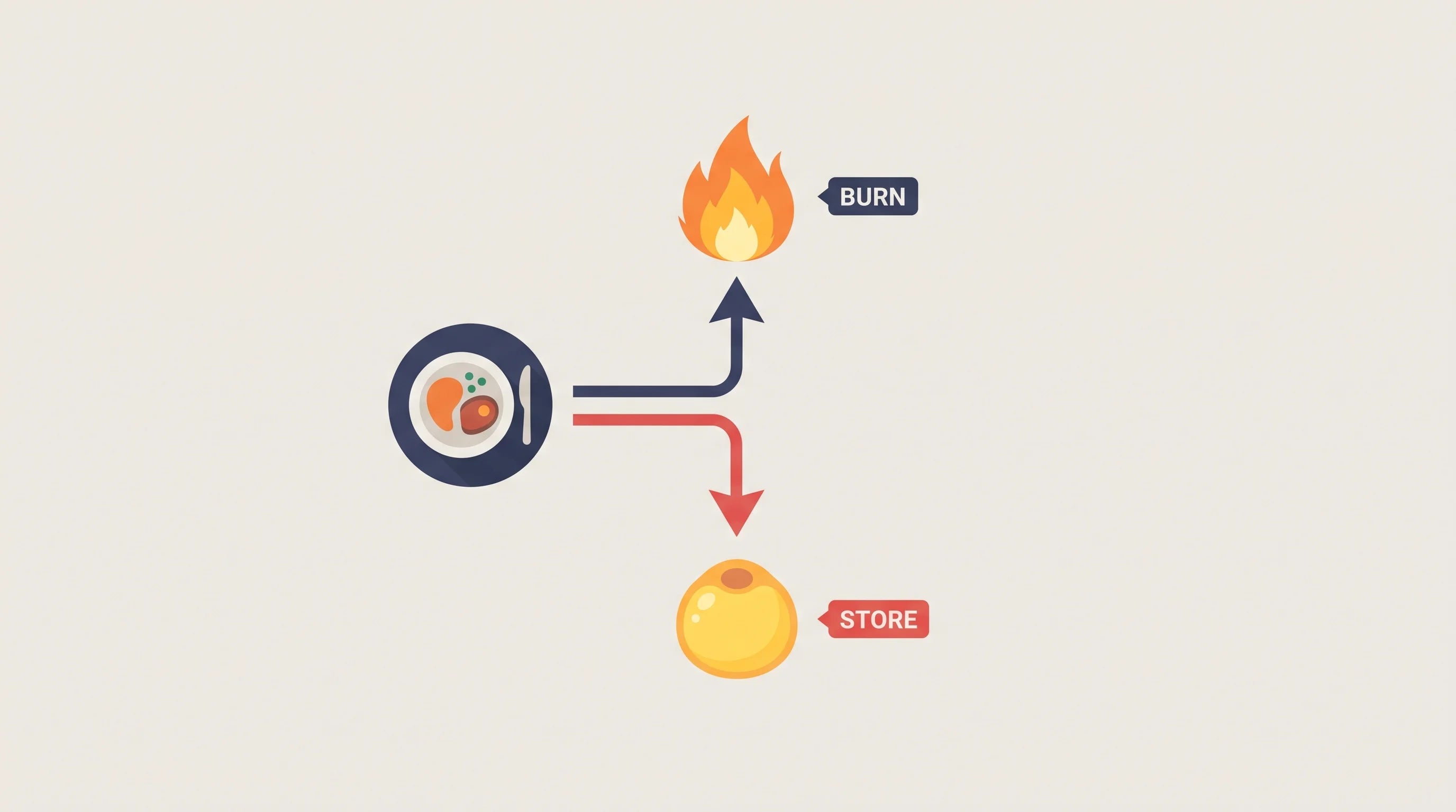 Diagram showing food being burned for energy versus stored as fat